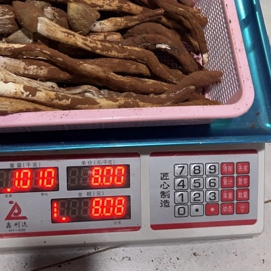 柚***运鸡枞菌超好吃中国大陆