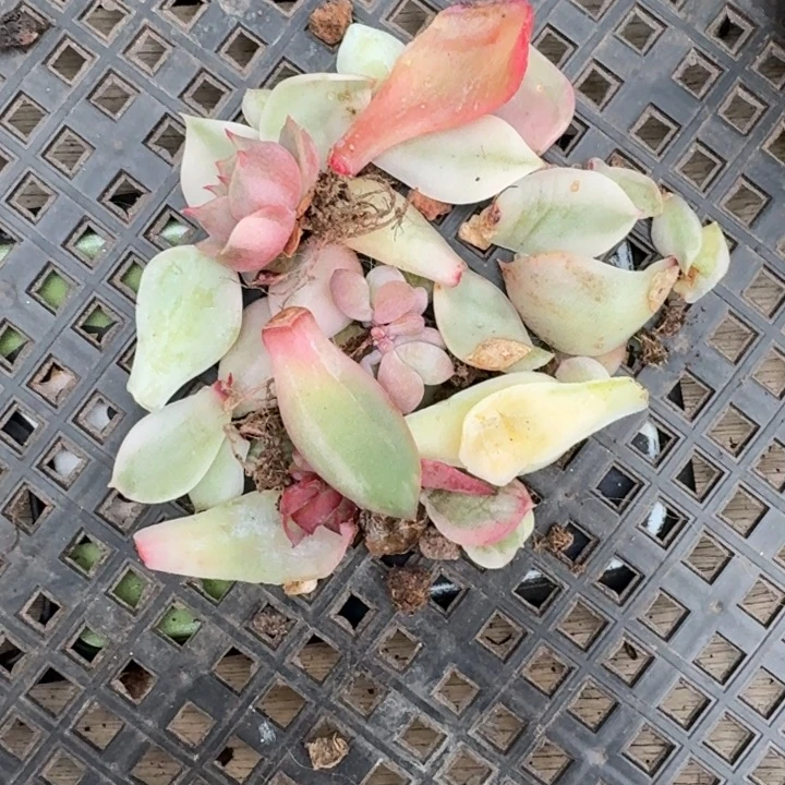 一组价格一物一拍