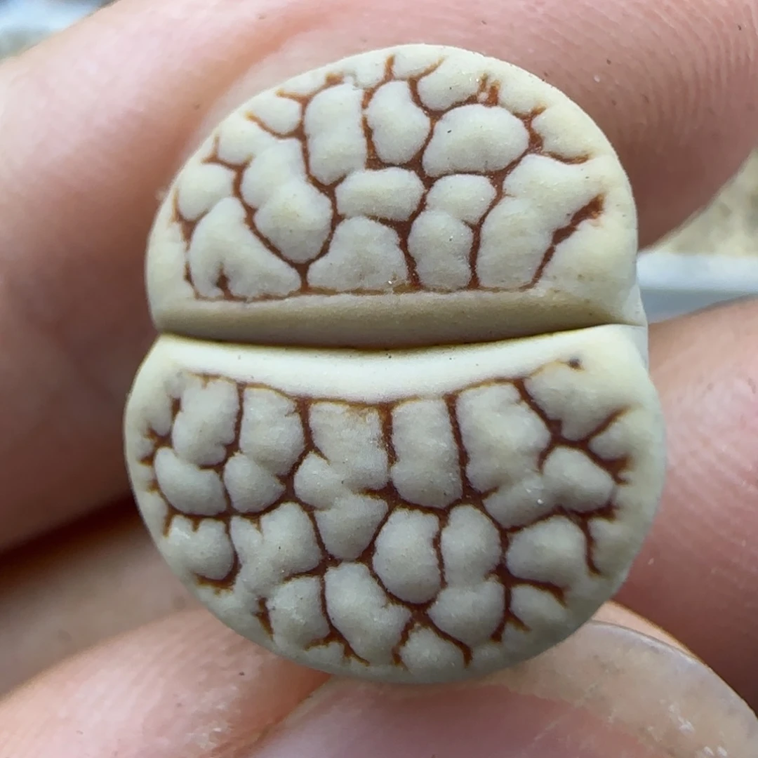 626 生石花大棚直播