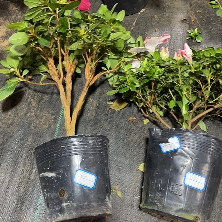 完全开放包邮6696