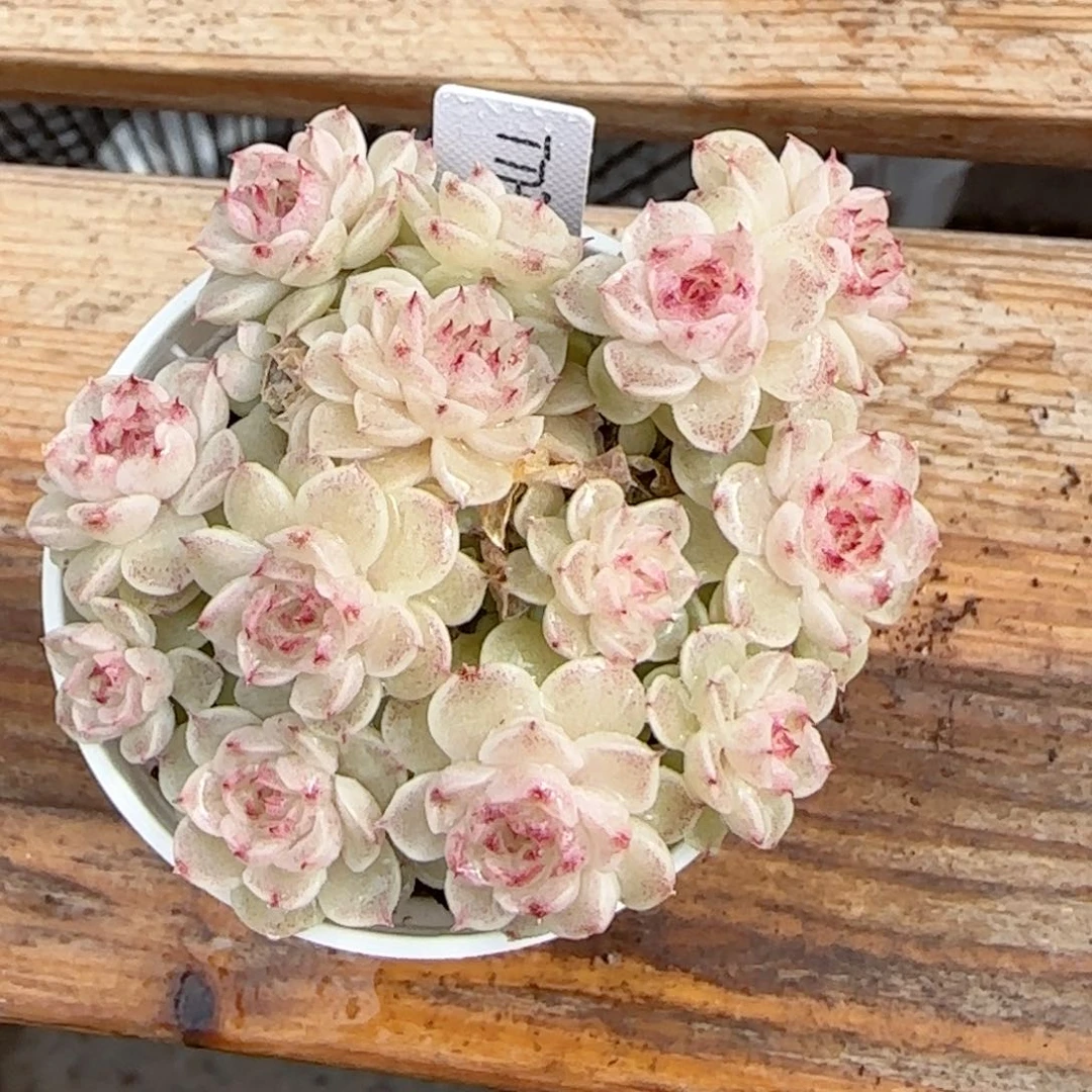 朱***。【闪购商品】0121-62（ttp-33）