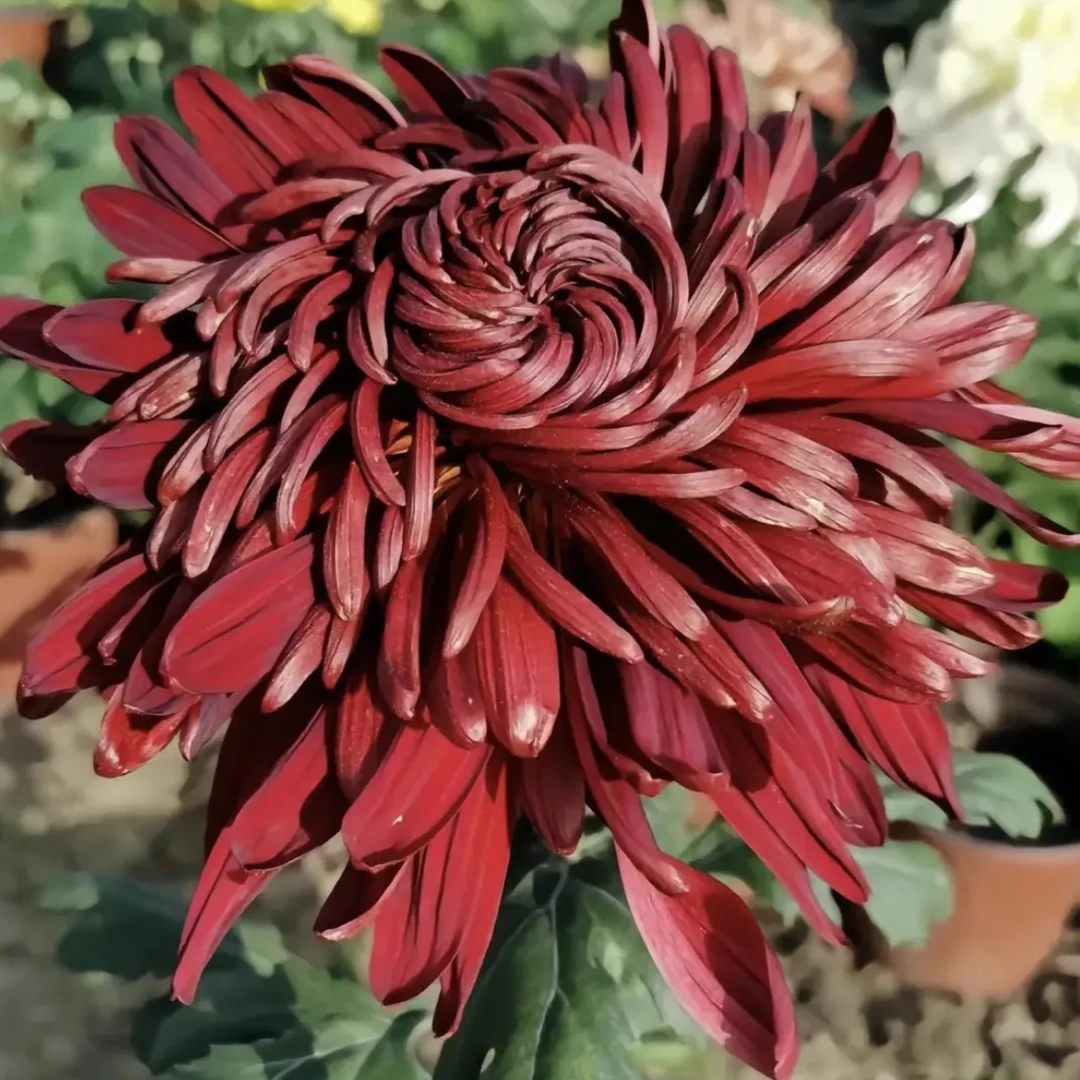 【黑旋风】超大花菊花盆栽大花多年生耐寒好养绿植花卉带花苞发货