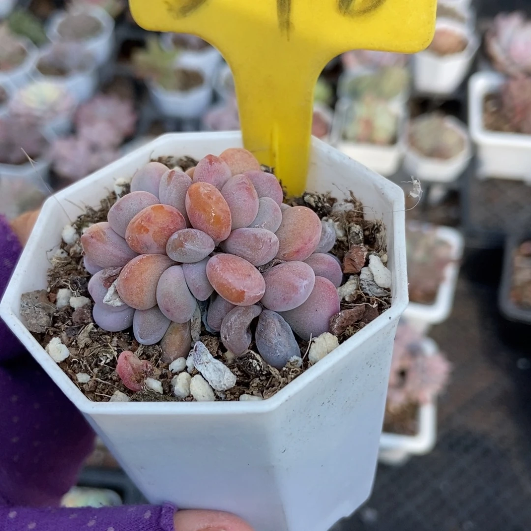 548粉兔多肉植物多肉
