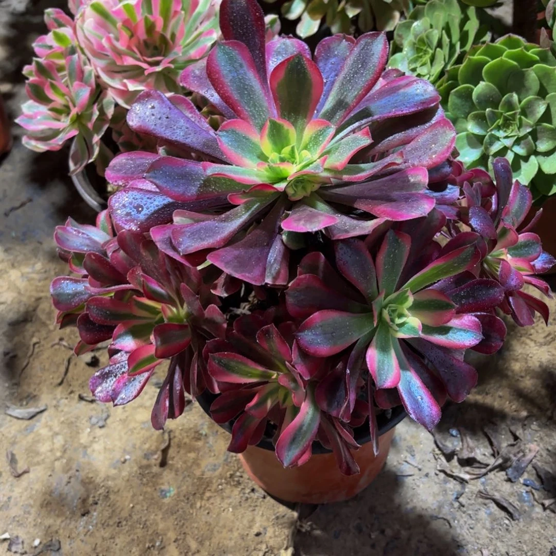 美杜莎手捧15.8多肉植物