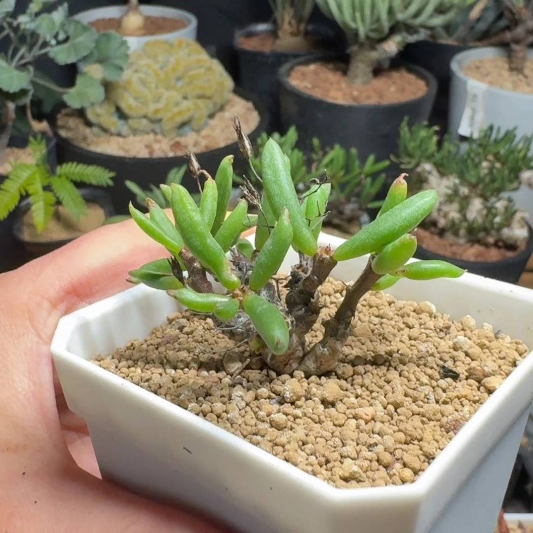 黑曼巴奇峰锦一物一拍