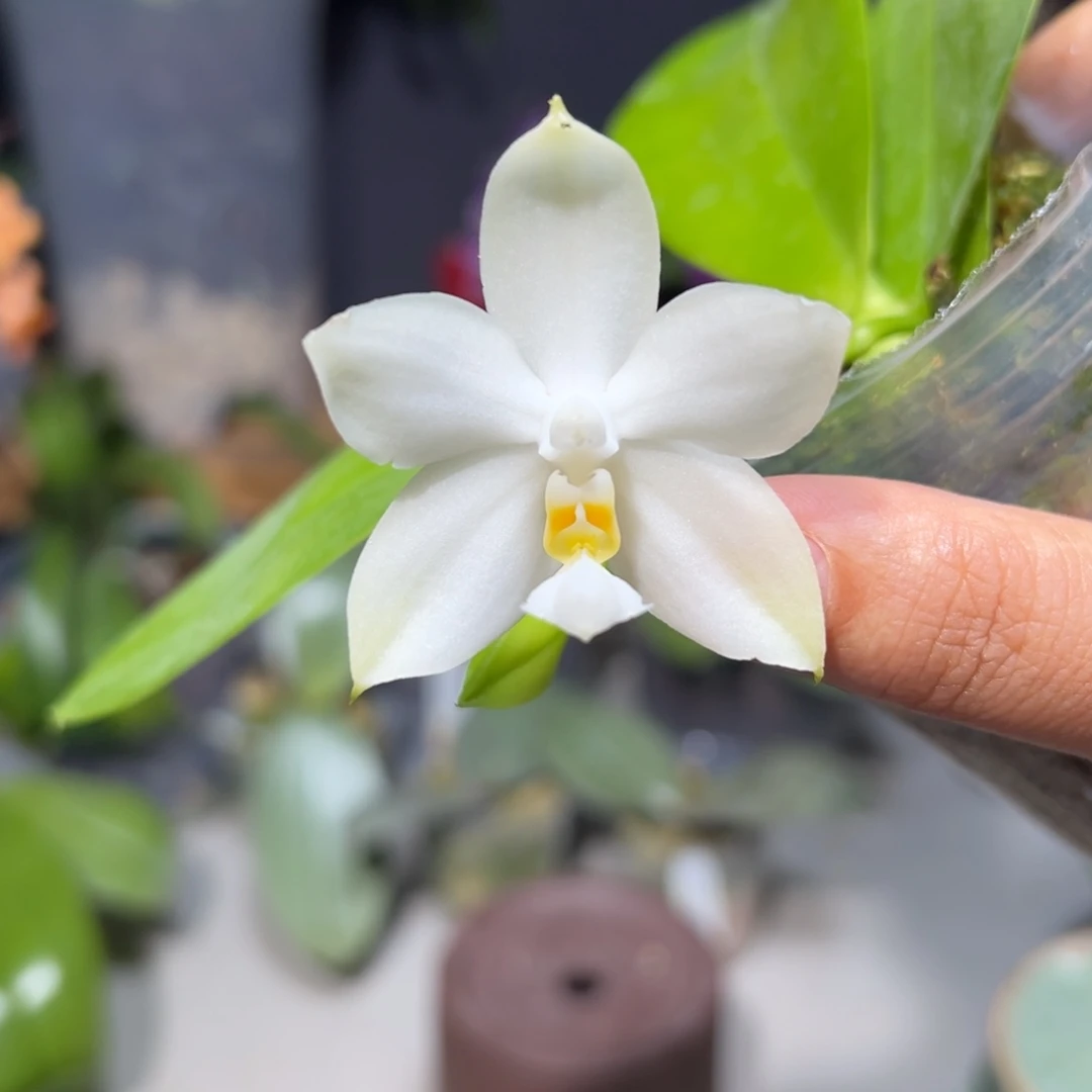 大部分花苞少量开放