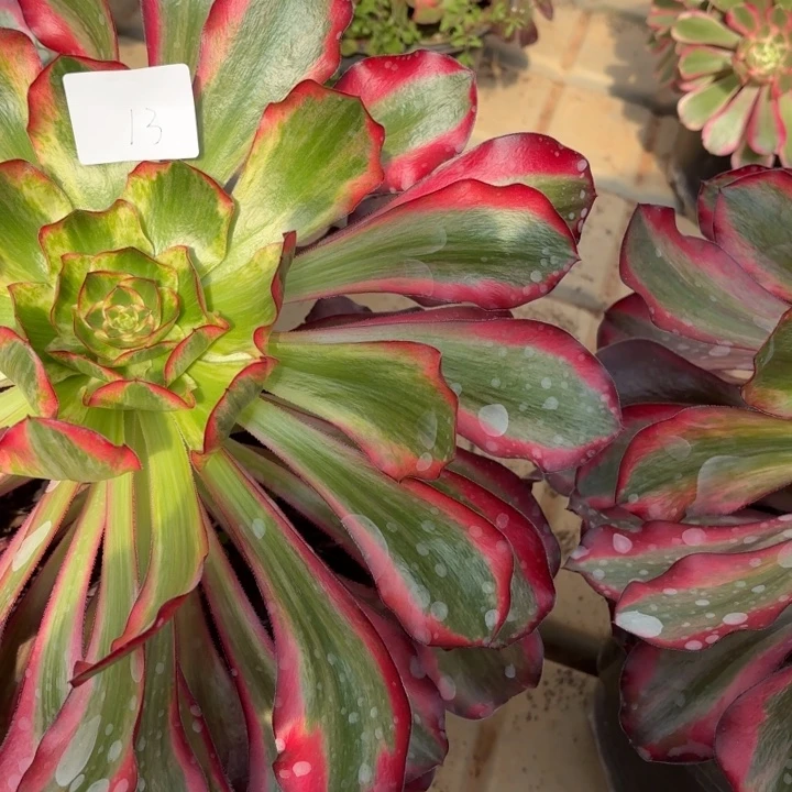 m***歌云南巫毒白好看13号