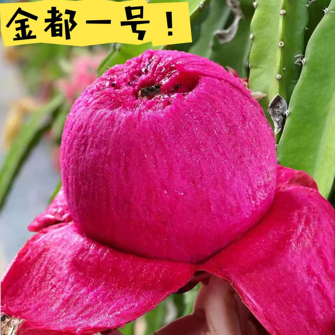 金都一号红心火龙果5斤（5-6个）精选大果 现摘现发 皮薄肉甜