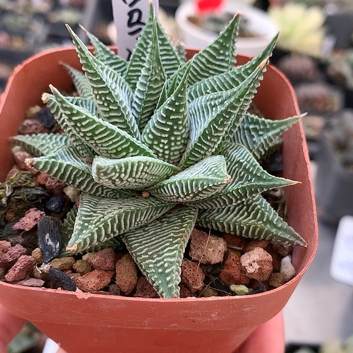 白马硬叶一物一拍