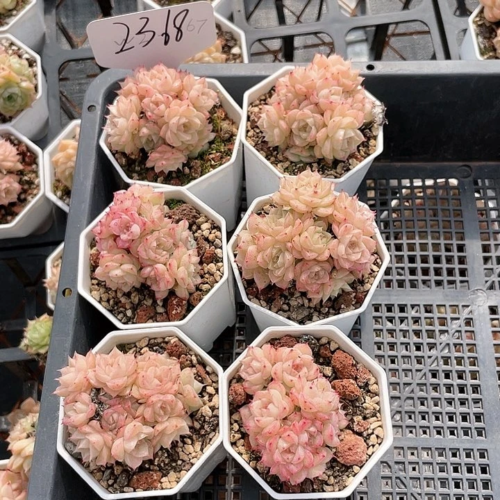 薇薇安园艺多肉2368