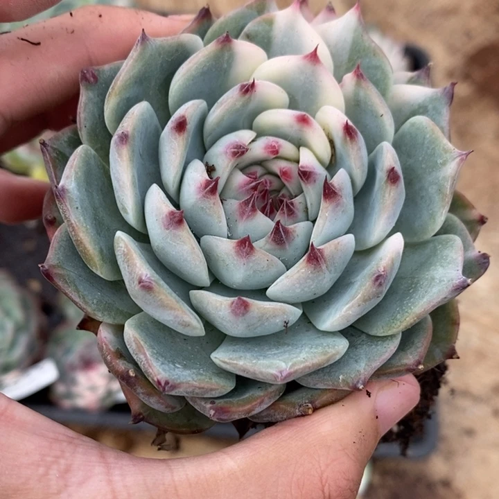 吉娃娃锦多肉植物A1506