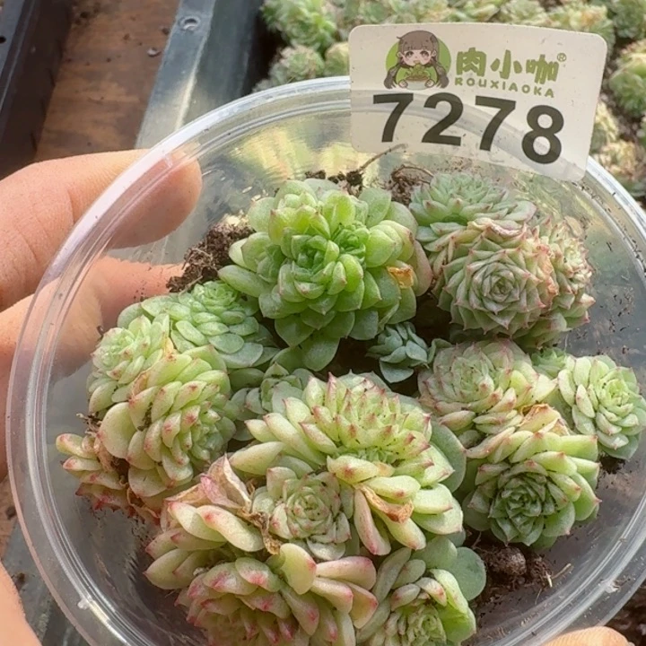 多肉植物多肉植物