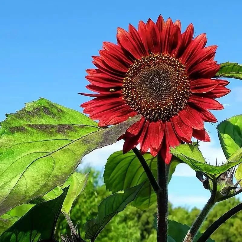 红色向日葵种子籽鸿运向日葵种子葵花种子阳台庭院观赏向日葵种子