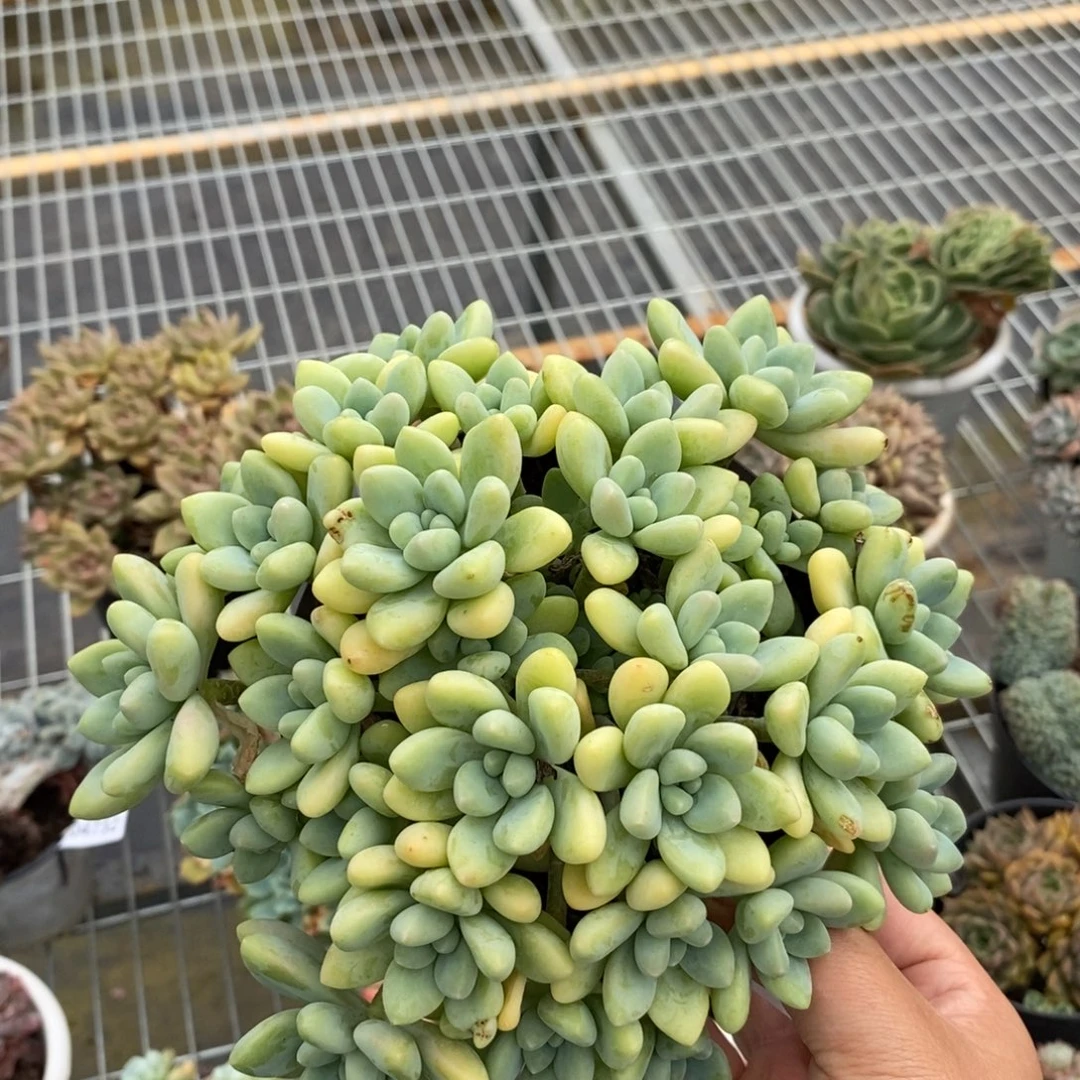 4738奶酪蛋糕一物一拍