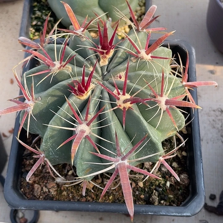 日出实生仙人球