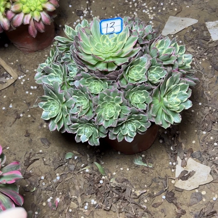 多肉植物万彩灯法华13