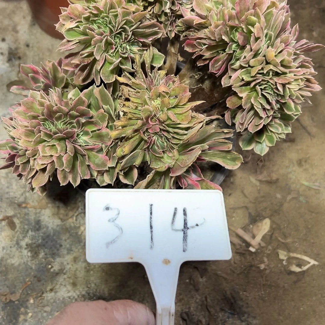 多肉植物女神缀花314