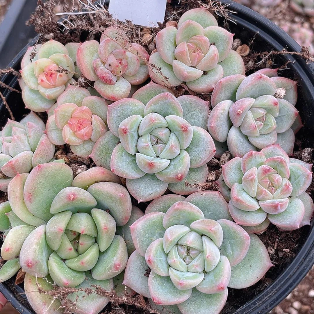 多肉植物多肉植物394