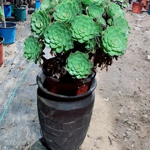万圣节多肉植物法师30号