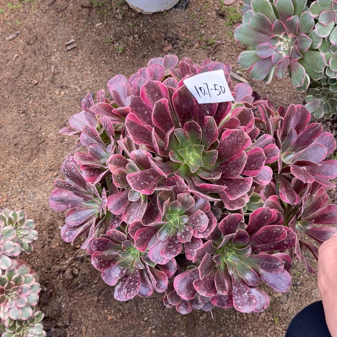 10-7-50凤冠法师锦多肉