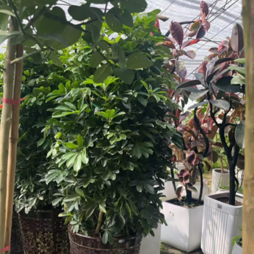 招财树原盆1盆
