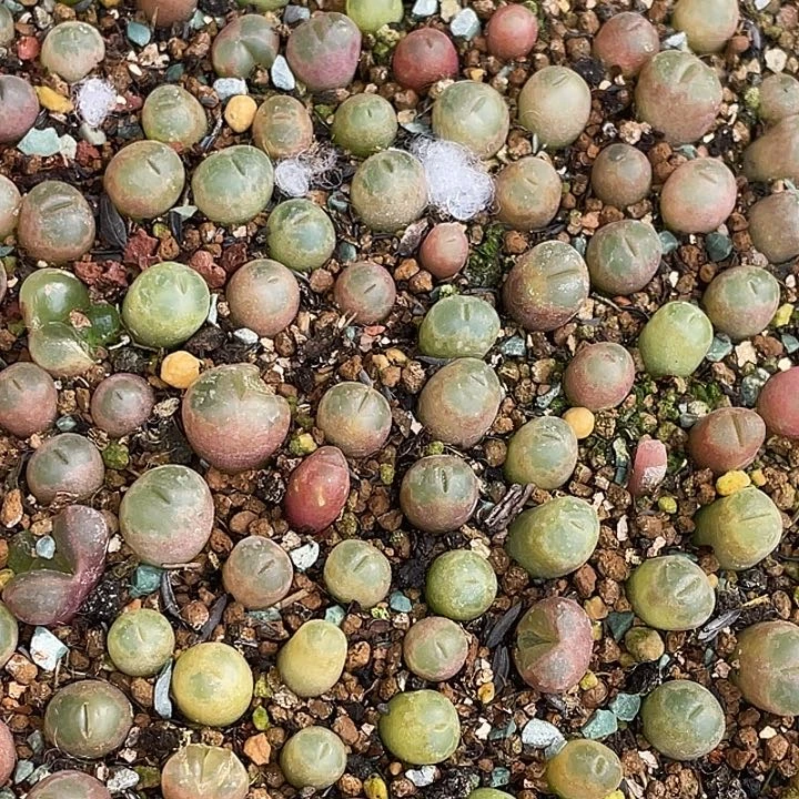 安格3颗一份，买一份送一颗量拍