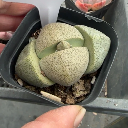 219元宝一物一拍多肉