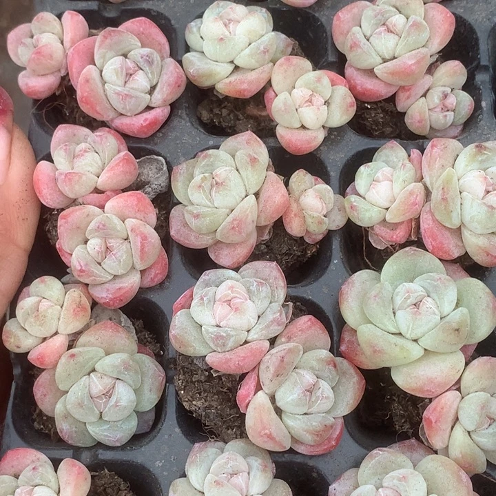 冰玉双。小。（满9.99包邮不满9.99发叶子）