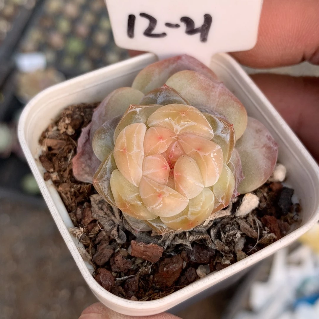 12-21号溏心多肉一颗