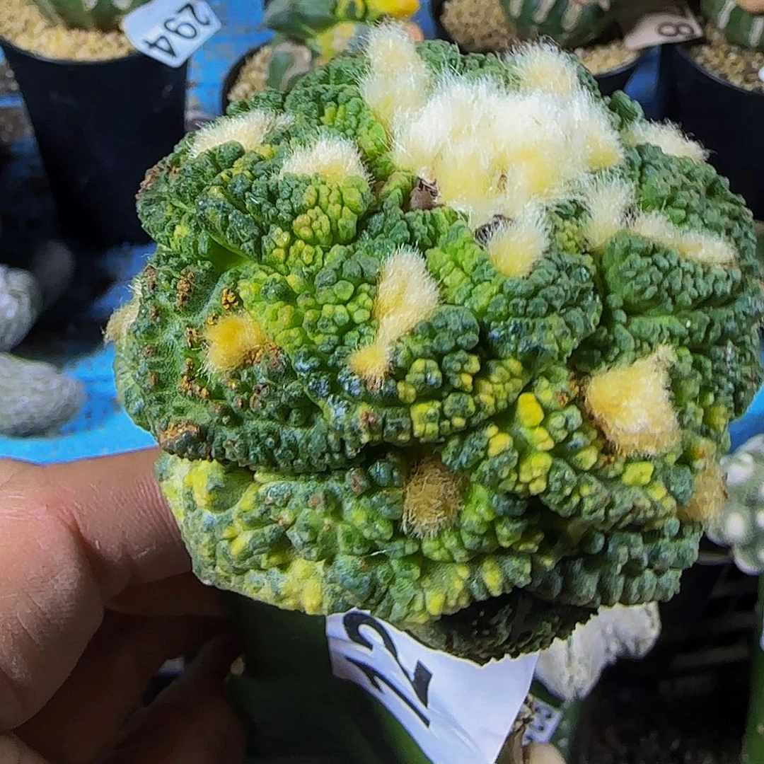 迪***9龟甲花锦120。