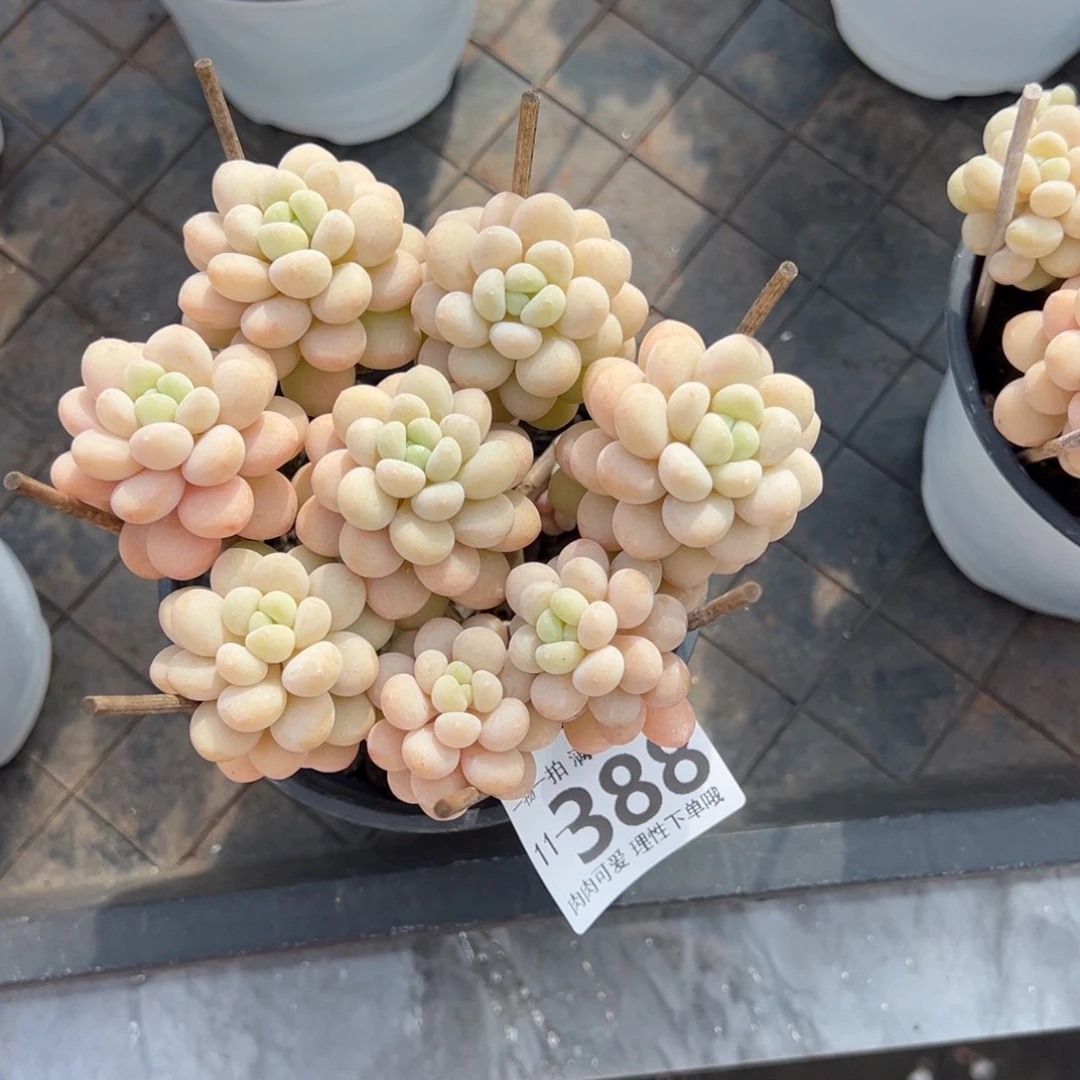 洛可可多肉多肉多肉多肉