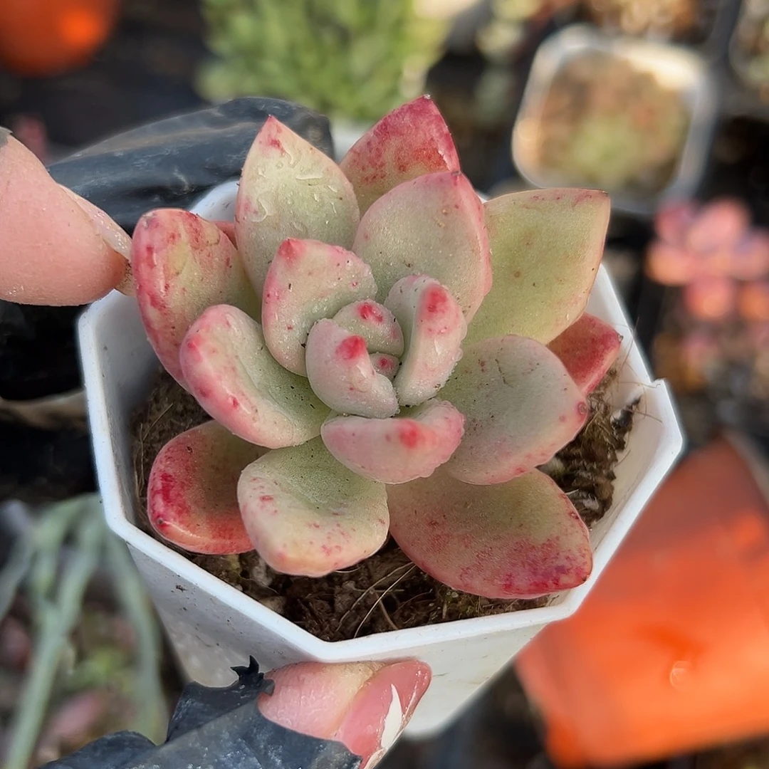 多肉植物多肉植物