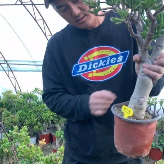 路*D25独杆老桩脱土发货