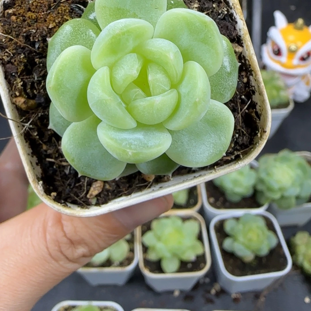 东篱下多肉植物哈哈哈哈哈11