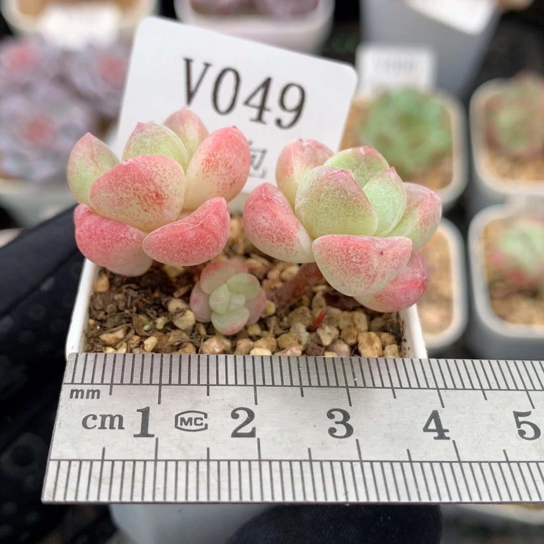 49。小脸糖心带腿鼻嘎冰玉。