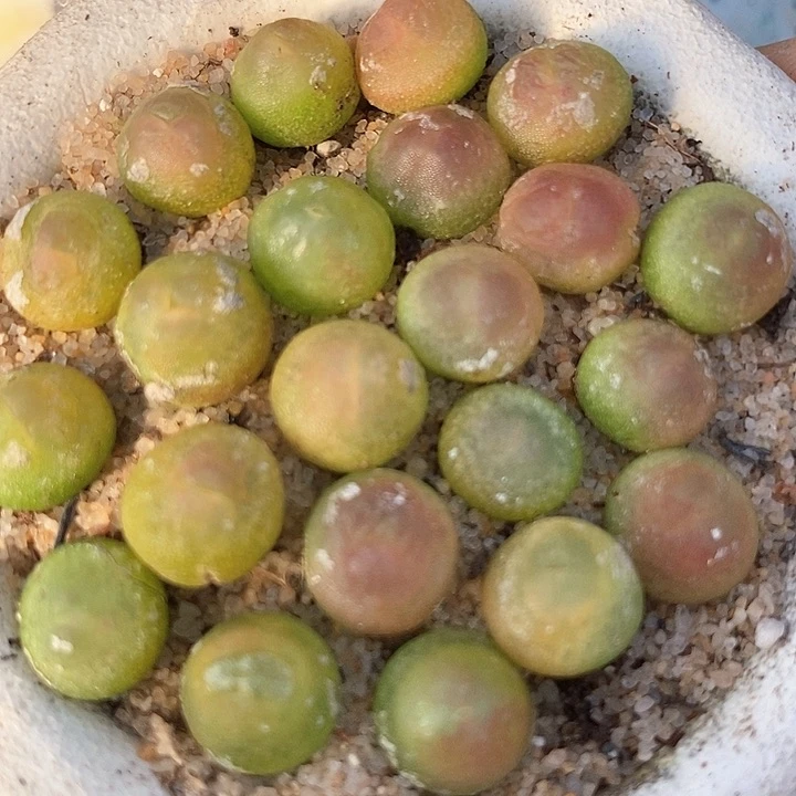 紫皮拉登一颗   0.8-1厘米  买2送1