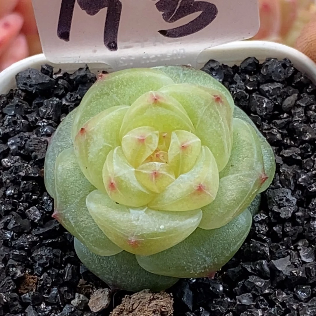 天官赐福百无禁忌