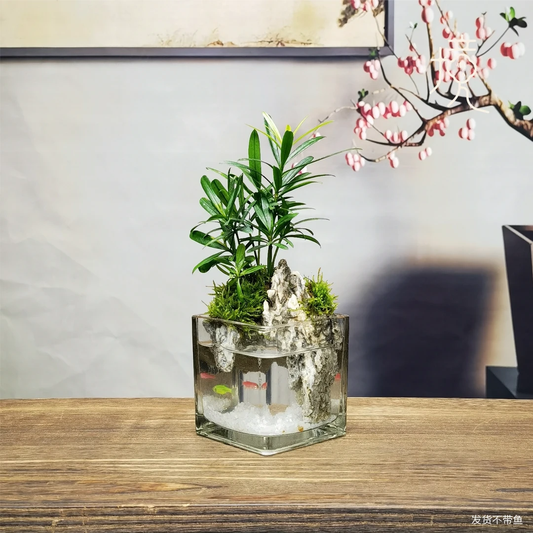 [山潭-O]罗汉松创意绿植室内微景观中式国风禅意摆件鱼缸8*8*8cm