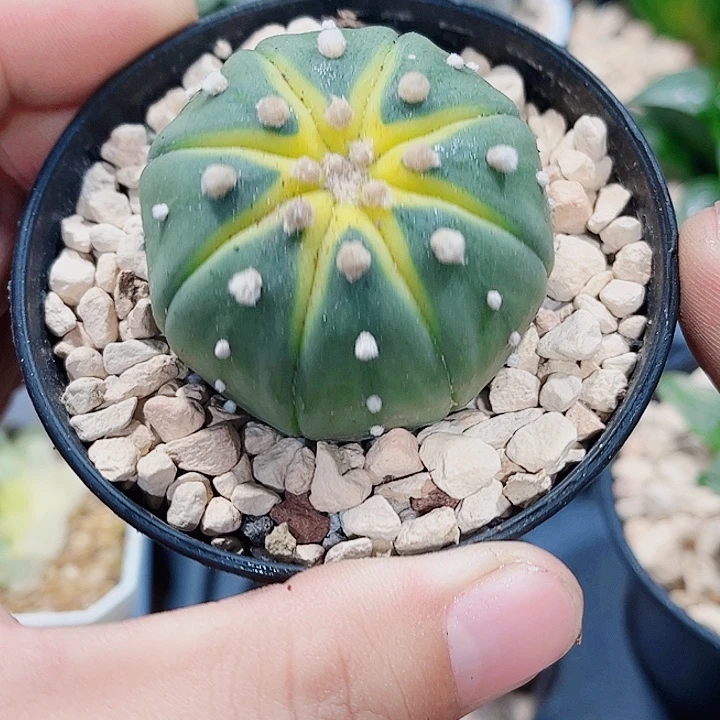 星斗锦星寿好养的