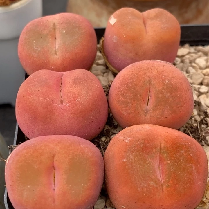 水蜜桃2颗一组一组