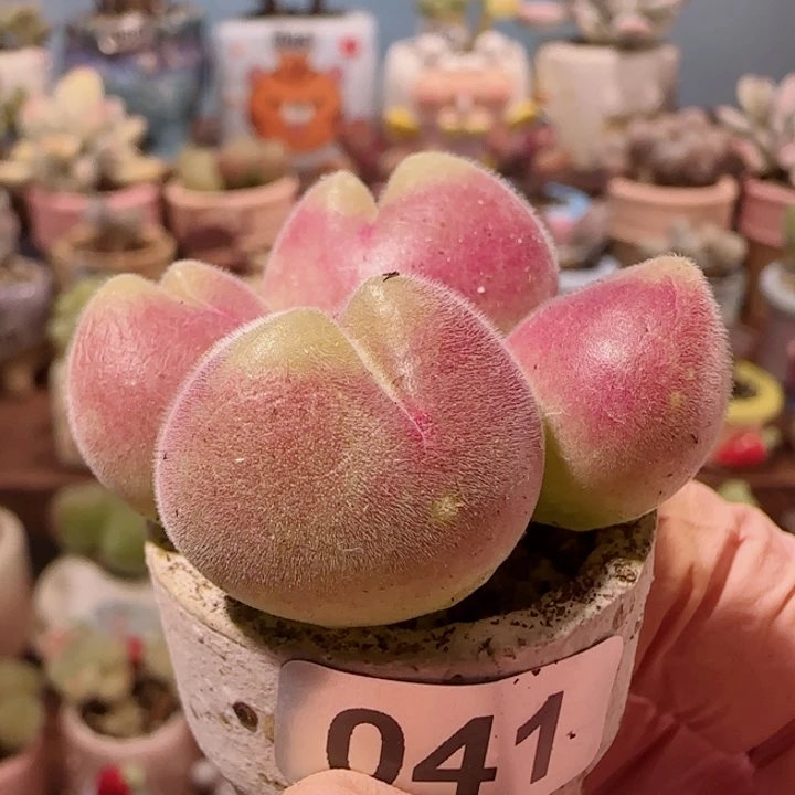 粉红毛翠 盆口2.5cm 微瑕