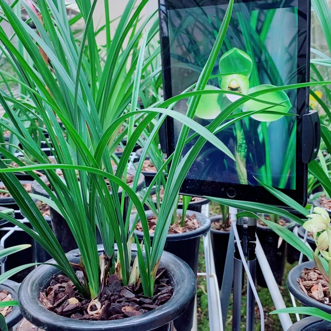 大部分花苞少量开放