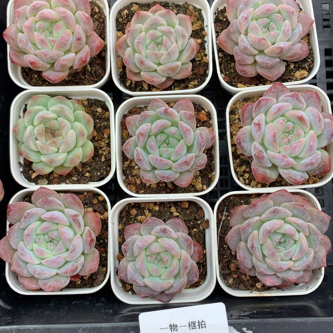 1119-23 套餐一组