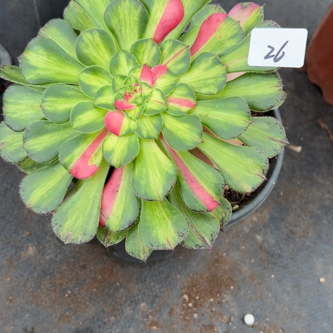 26知否多肉植物系