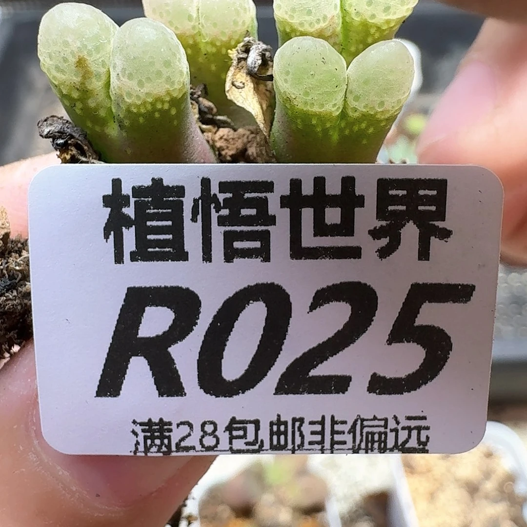 的植物的润泽地多