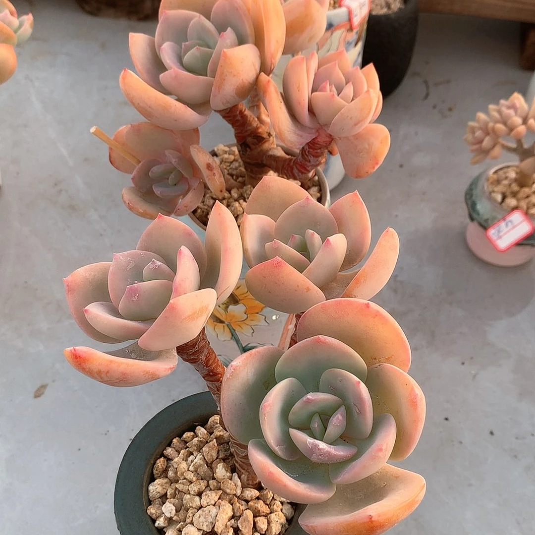 白凤多肉植物两颗