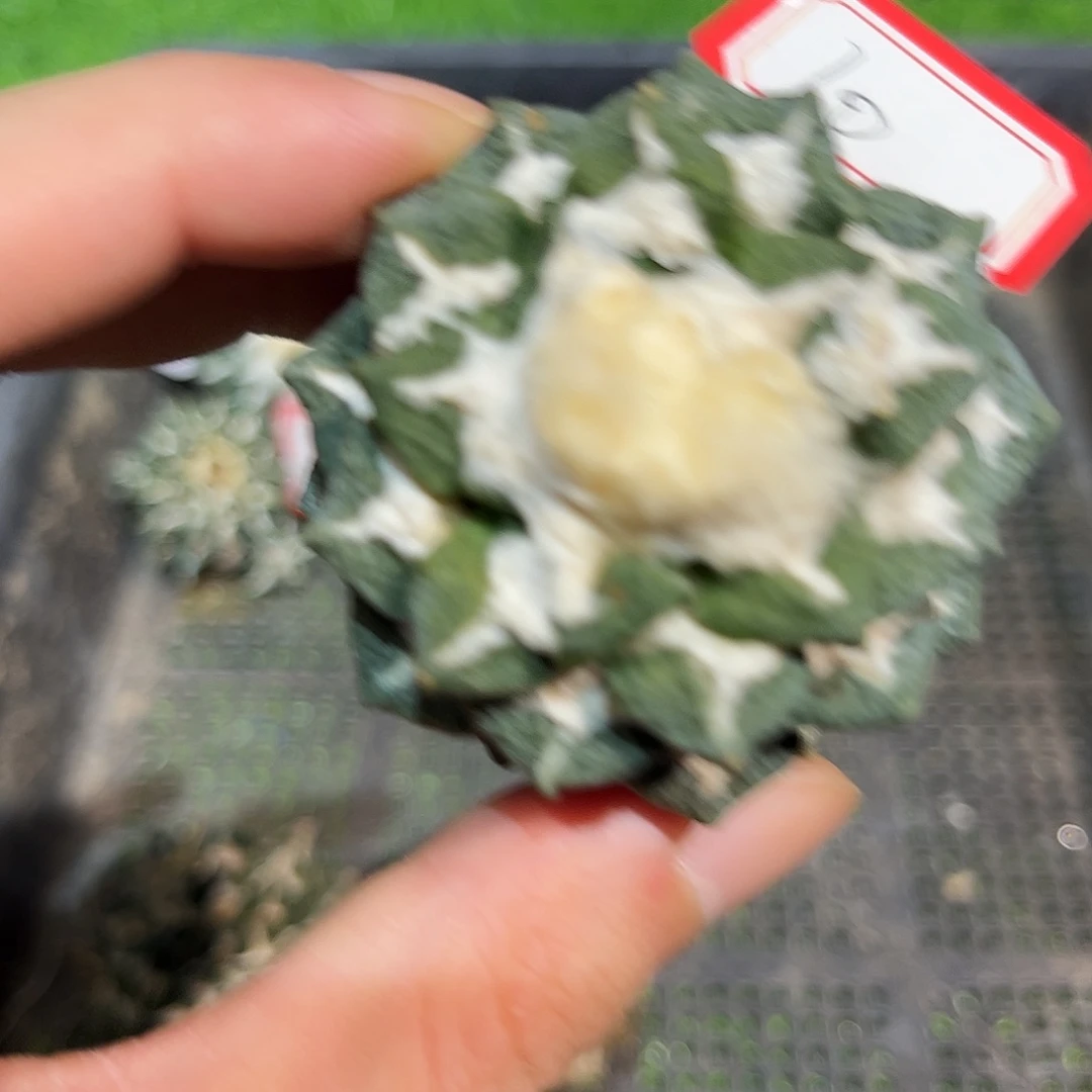 10号自根大尤黑牡丹