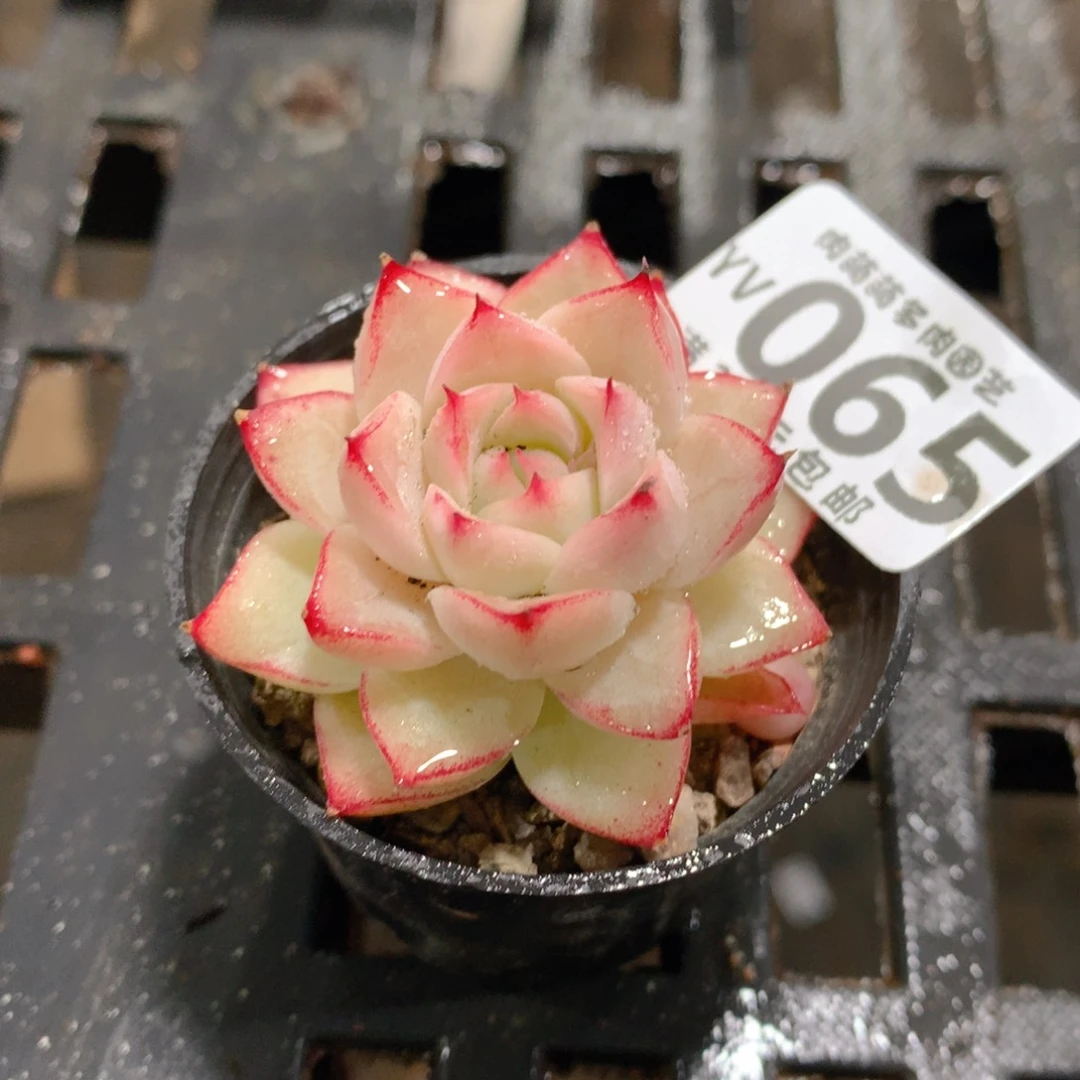 肉萌萌拇指盆精控多肉YV065