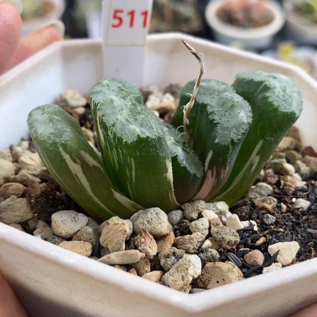 511荒姬玉扇锦一物一拍