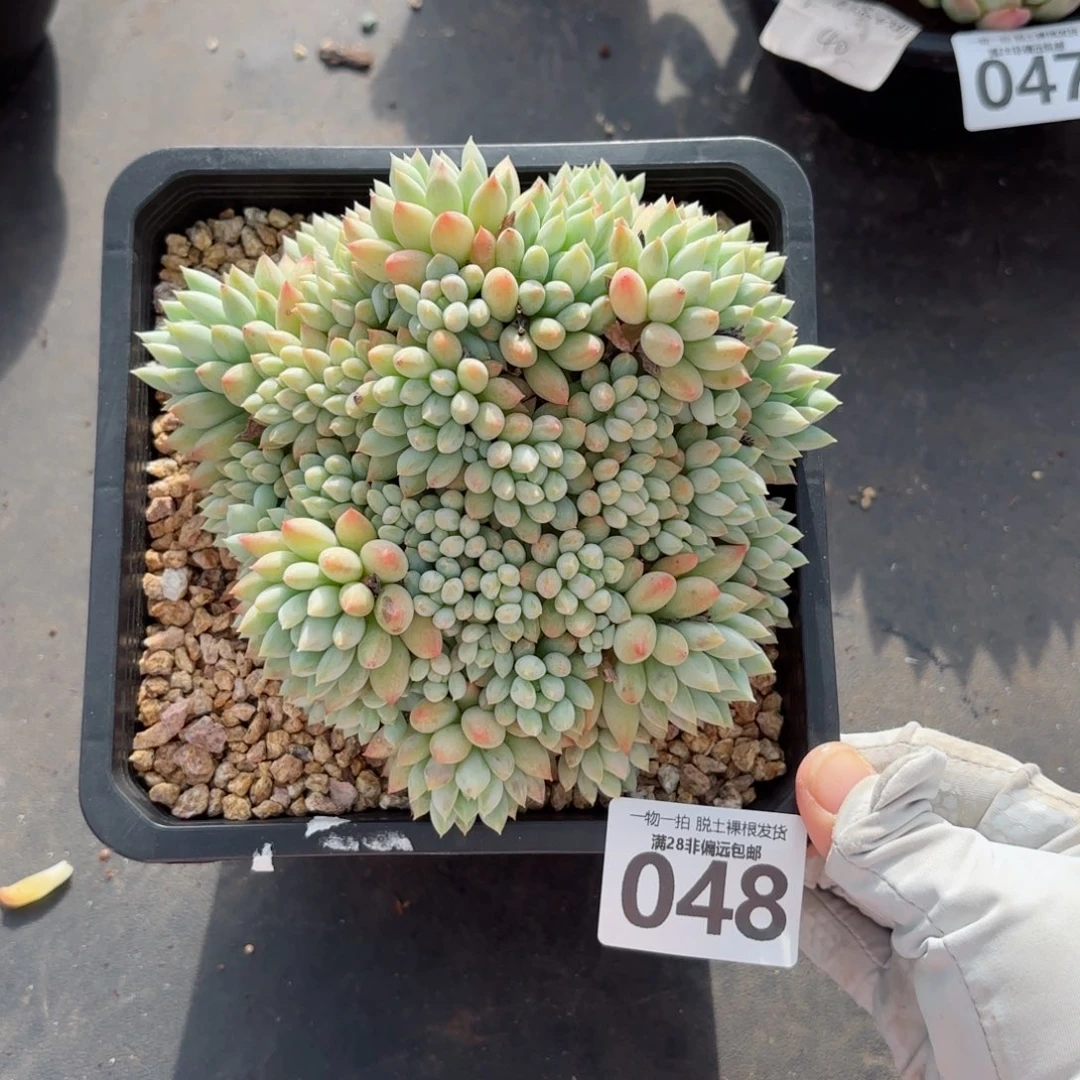 单***良明珠群生无盆土发货